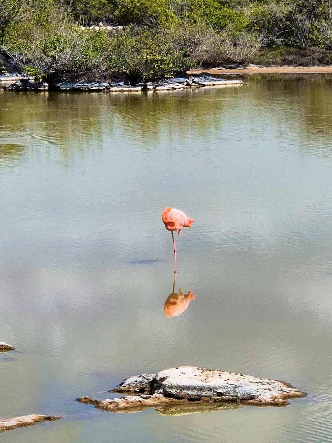Der Pinke! 🦩😍