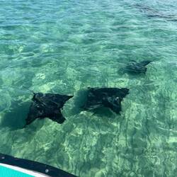 Keine Baby Adlerrochen 😉