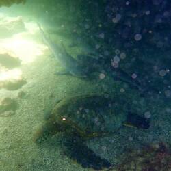 Weißspitzen Riffhaie und Schildkröten überall!