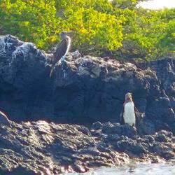 Highlight: die nördlichsten Pinguine des Planeten 🐧