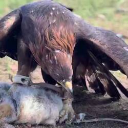 La caccia è andata a buon fine e arriva il premio 🐰