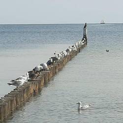 Alle Vöglein sind schon da.... 🐦🦆🐦‍⬛