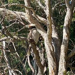 Kookaburra