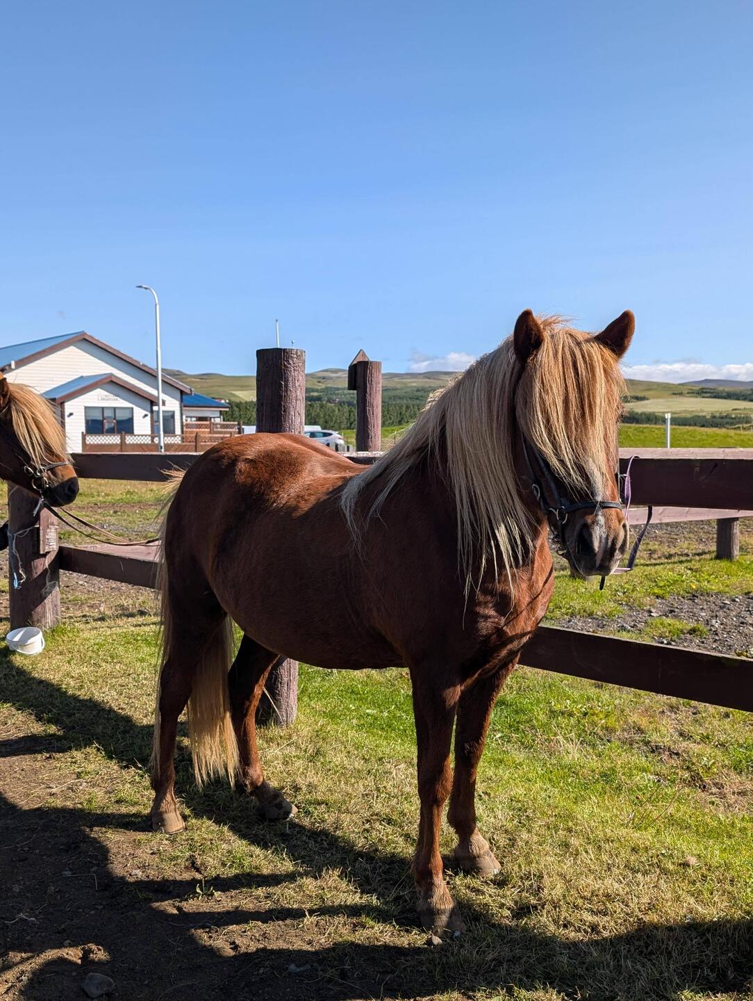 Das isch die chillegi Solida, sie het ganz viu Gedoud mit mir gha😅
