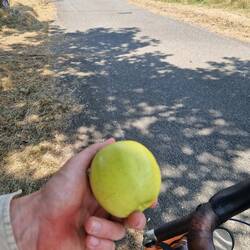 An apple a day keeps the doctor away. Check.