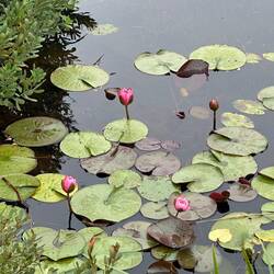 A touch of colour on an overcast morning