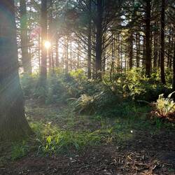 Waning light through trees