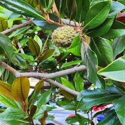 Beautiful magnolia tree with fruit (sugar apple or sweetsop)