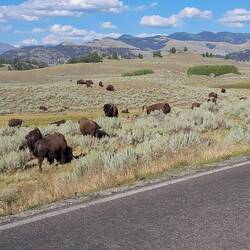 Bisons im Yellowstone N.P.