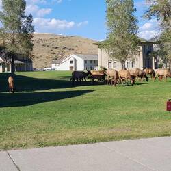 Mammoth (Yellowstone N.P.): ziemlich zahme Antilopenart