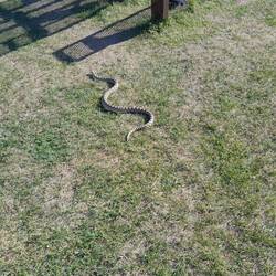 Mammoth (Yellowstone N.P.): Schlange >1.5m!