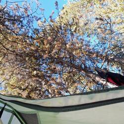 Morgendlicher Blick aus dem Zelt