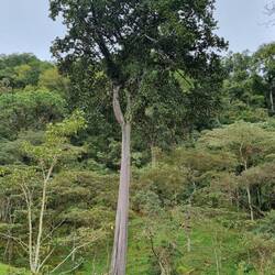 5 Zwerge hinter den Bergen