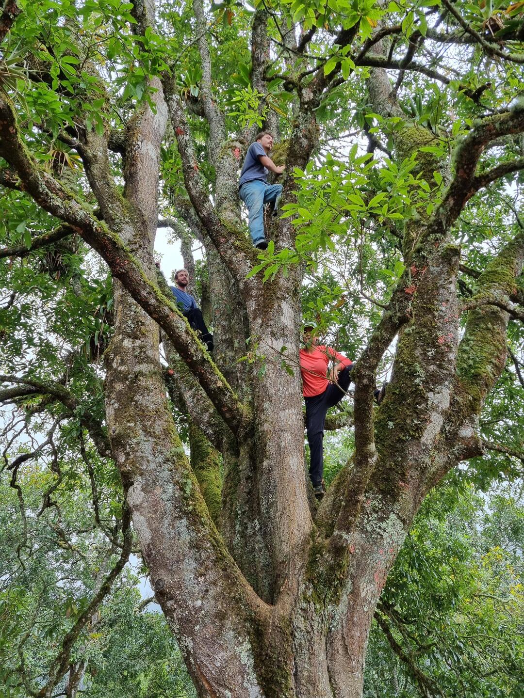 European Gringo Monkeys 😉