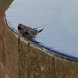Long-tailed Finches