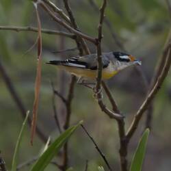 Striated Pardalote