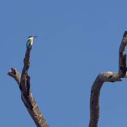 Sacred Kingfisher