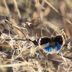 Blue Argus Butterfly