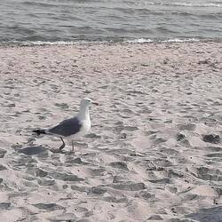 ...der gleiche Vogel vorhin... mindestens ein Jährchen später.. 🦤