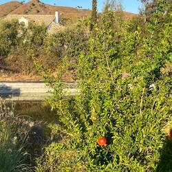 Granatäpfel gibt's auch 😍