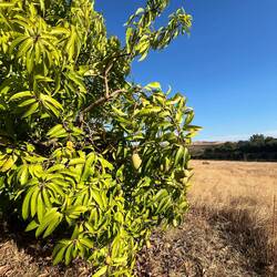 Mangos, Mangos und noch mehr Mangos ...🥭