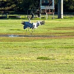 Balztanz zwischen Brolgas