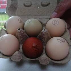 Farbige Eier vom Geflügelhof