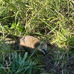 Ein südamerikanischer Nasenbär