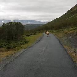 Manchmal gibt's auch Hindernisse auf der Straße