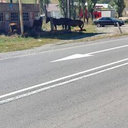 Einfach Pferde? Freilaufend? Semiwild?