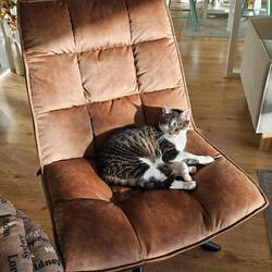 Ja hoor, ik ben weer helemaal thuis 😹