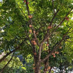 Bäume mit der sogn. Brotfrucht in Rios Innenstadt
