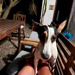 Chica - mein kleiner Schmusehund stets auf meinem Schoß. 🥰