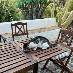 Die Katze darf sogar auf dem Tisch speisen - sie wird gehuldigt wie eine Prinzessin 🤣