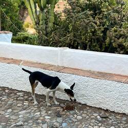 Raubtierfütterung - das ist Chica - ein aufgenommener Straßenhund 😊