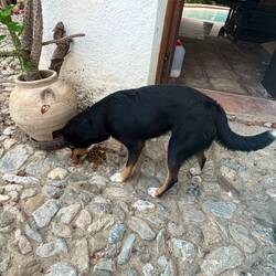 Penny ... ich denke sie landet bei meiner Abreise in meinem Rucksack 🫣 Sie folgt mir jede Sekunde. 🥰