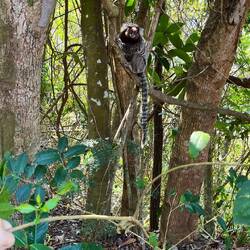 Ein Seidenäffchen verfolgt uns interessiert...