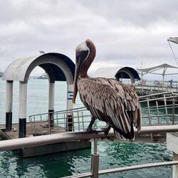 Pelican Bay verleiht seinem Namen alle Ehre