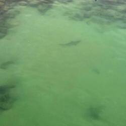 Zur Abwechslung ein Schwarzspitzen Riffhai 🦈