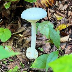 Knollenblätterpilz im Wald