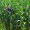 Stopped for a break at a small park. The corn was so tall we had to share with the Abneys.