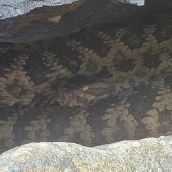 Rattlesnake at descend of Twin Peaks🐍