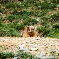 Una marmotta ci guarda perplessa