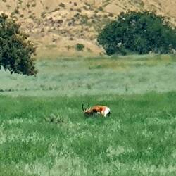 Antilope, später nochmals 3