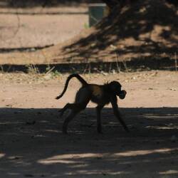 Dieser Pavian hat eine Dose Zambezi 🍺 ergattert.