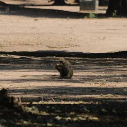 Er beißt die Dose auf und kostet. Ob es geschmeckt hat?