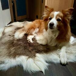 Nala hat das Rentier beschlagnahmt 😌