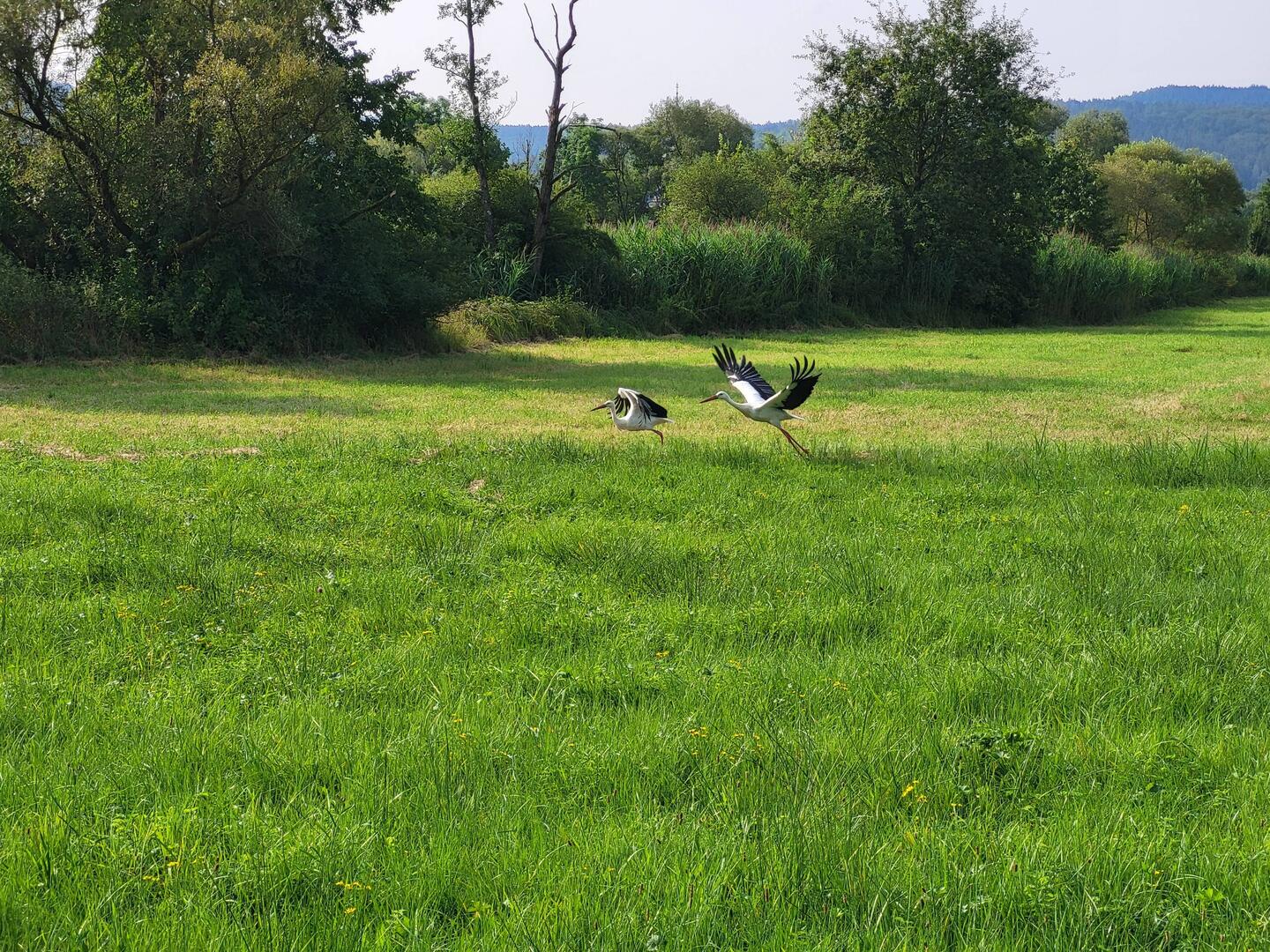 Störche in der Auen der Kinzig