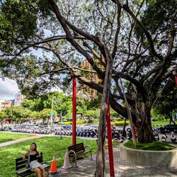Chilling in a park, cool trees that put down extra roots/trunks from their branches