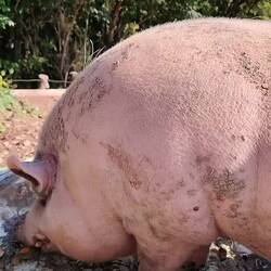 🐖